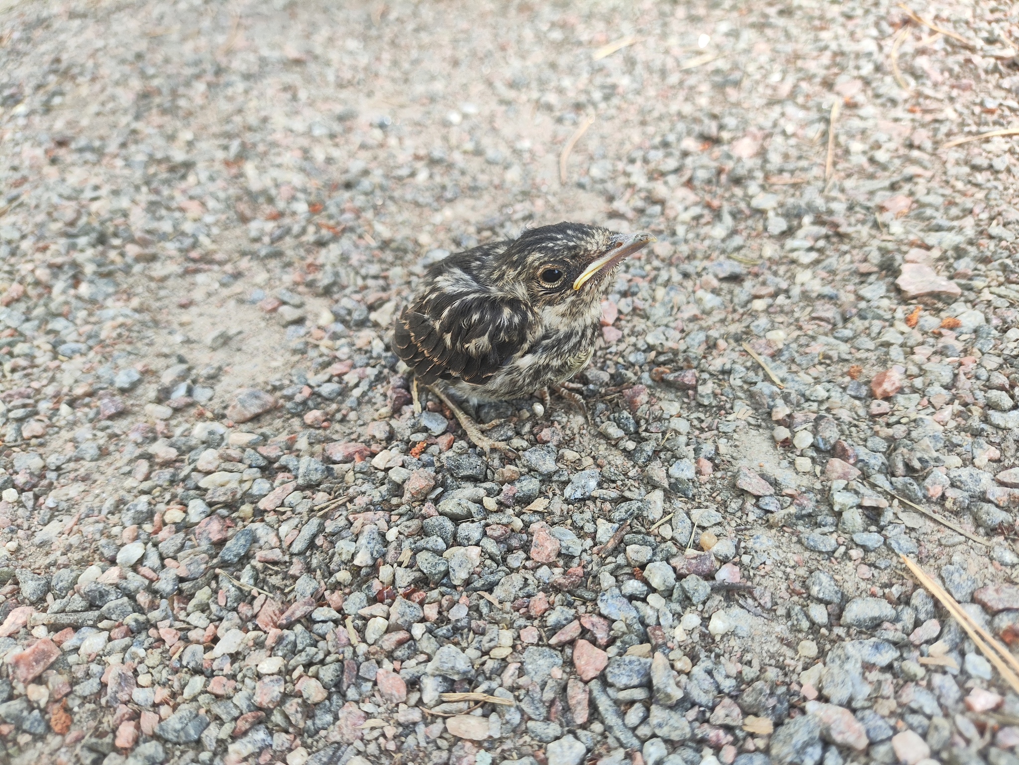 Серая Мухоловка? | Пикабу