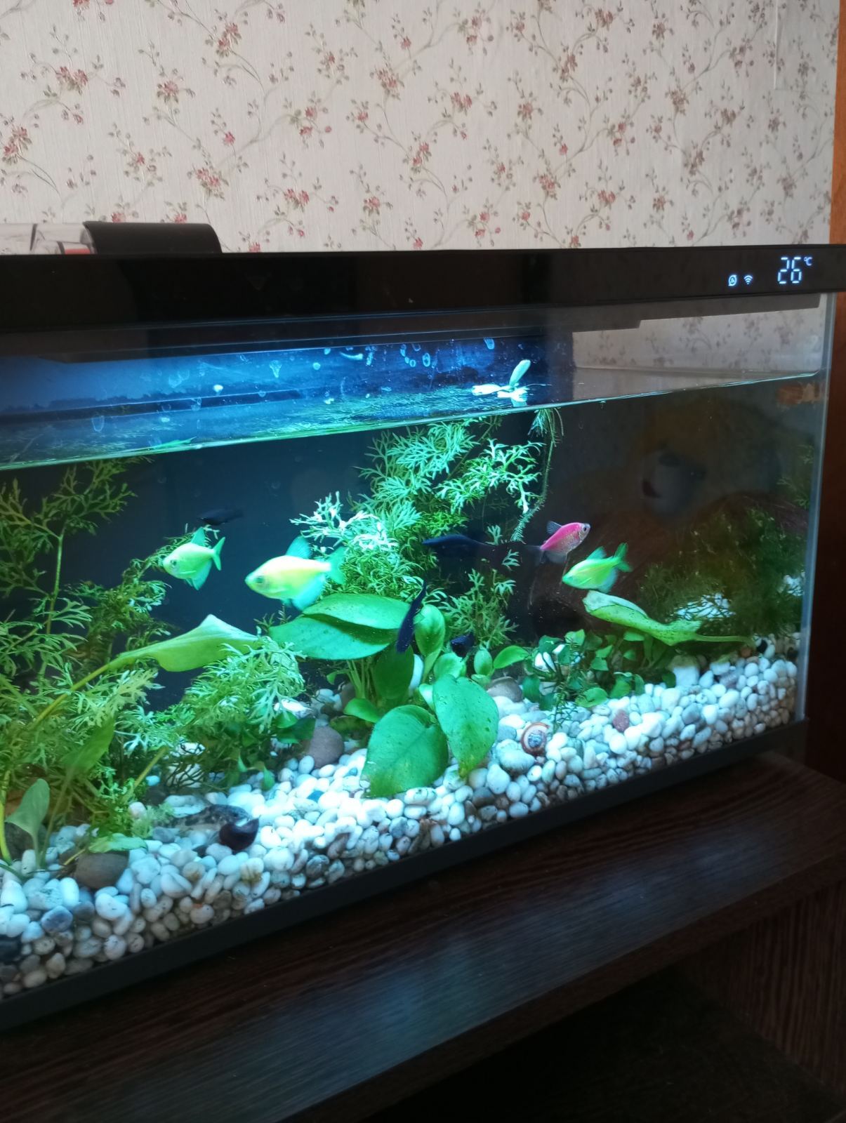 Аквариум Xiaomi Mijia Smart Fish Tank | Пикабу