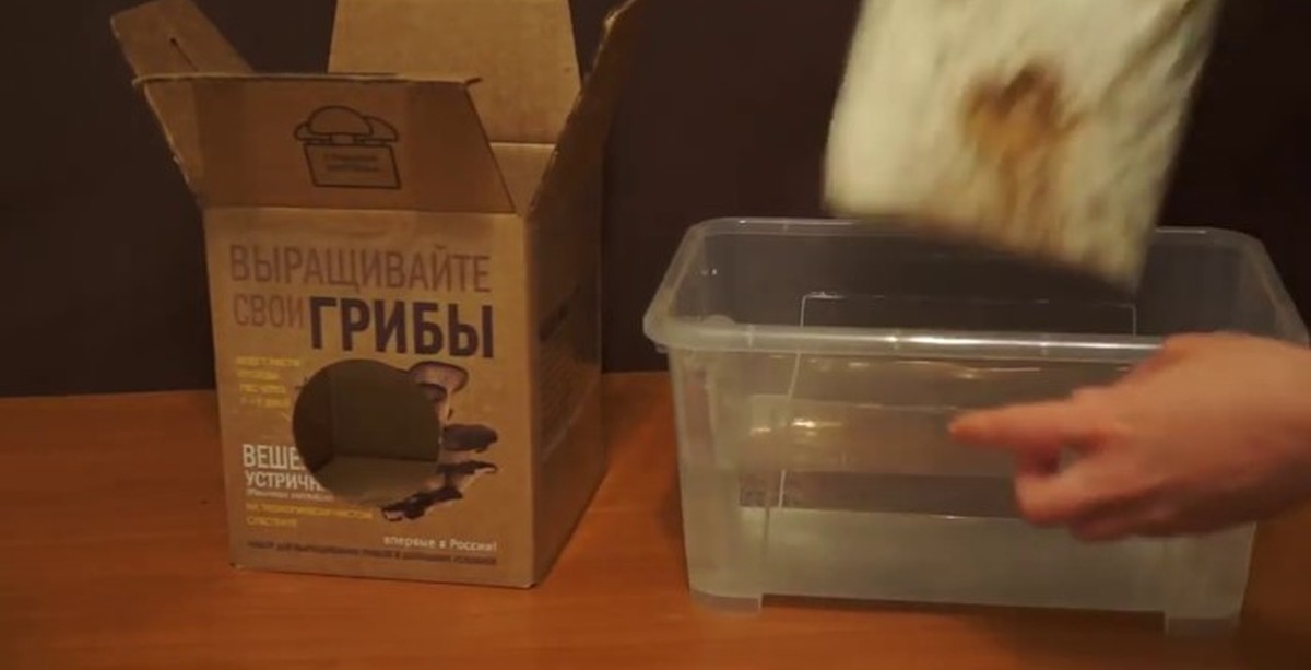 Грибная коробка | Инструкция набор для выращивание грибов в домашних ...