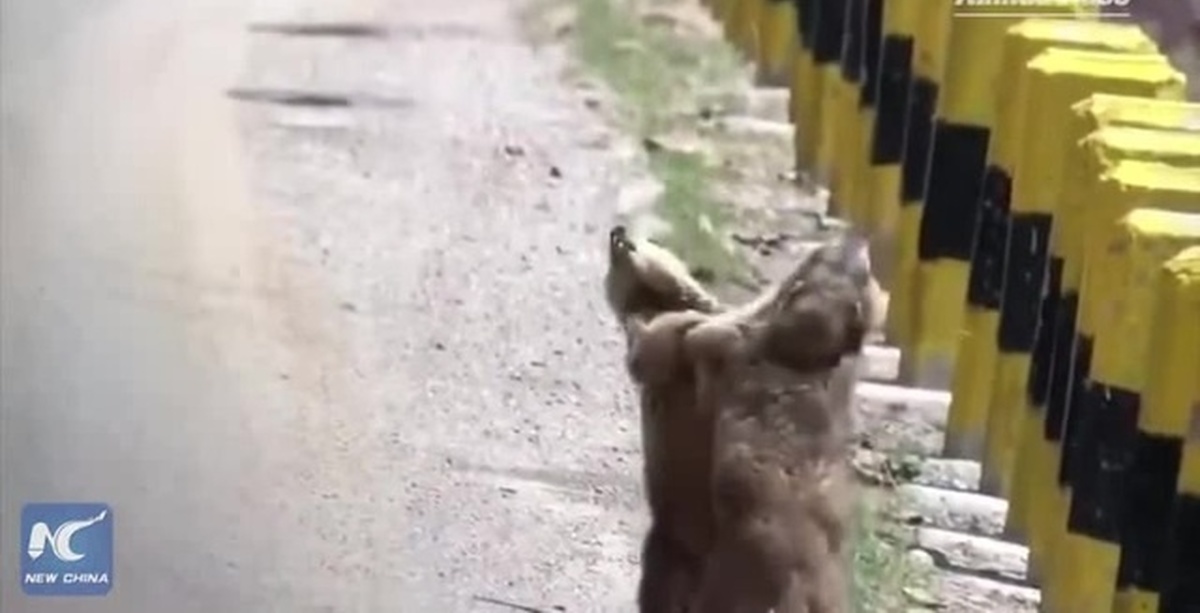 Бесплатное видео жесткого. Схватка Сурков. Смотреть видео жёсткий.