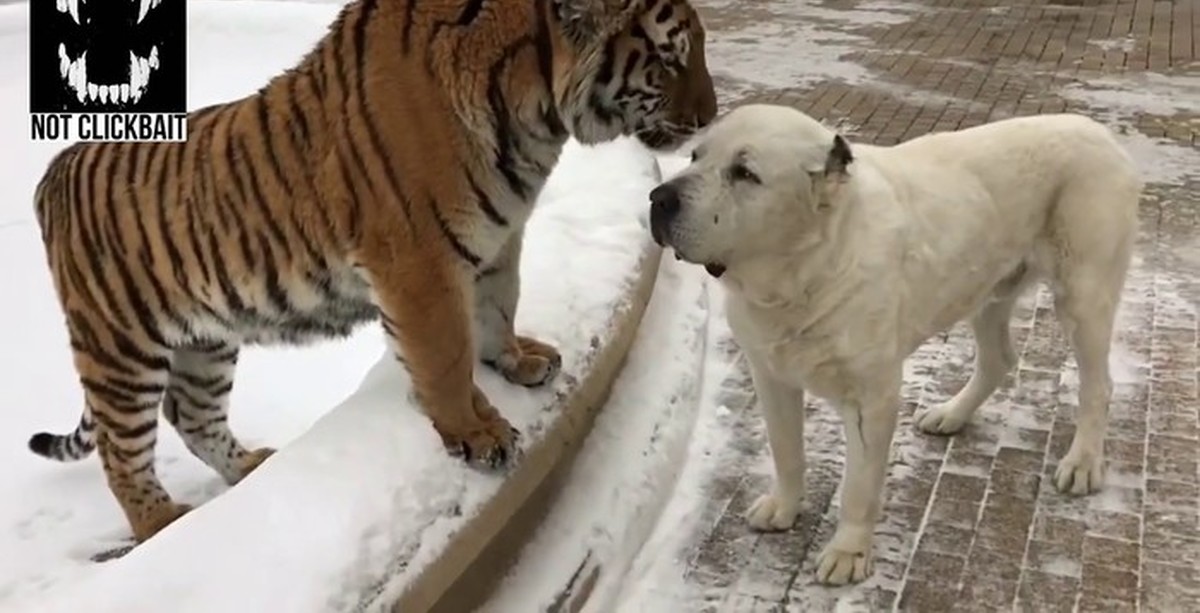 Тигр и собака мужчина. Тигровая Среднеазиатская овчарка. Алабай и тигр. Тигр против алабая. Амурский тигр и алабай.