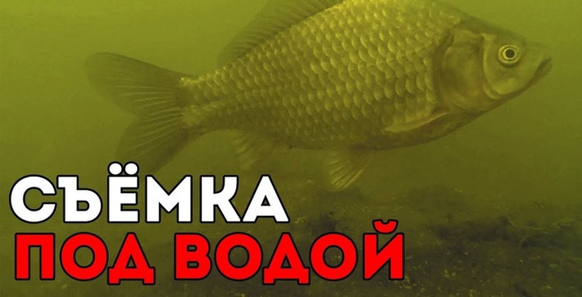 Чем можно кормить карасей. Чем кормить карася в пруду. Чем кормить карасей в домашних условиях. Чем надо кормить карася. Чем кормить карася дома.