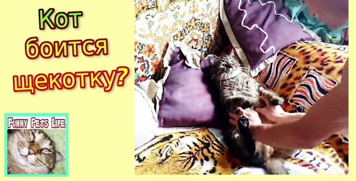 Боятся ли коты щекотки?) | Пикабу