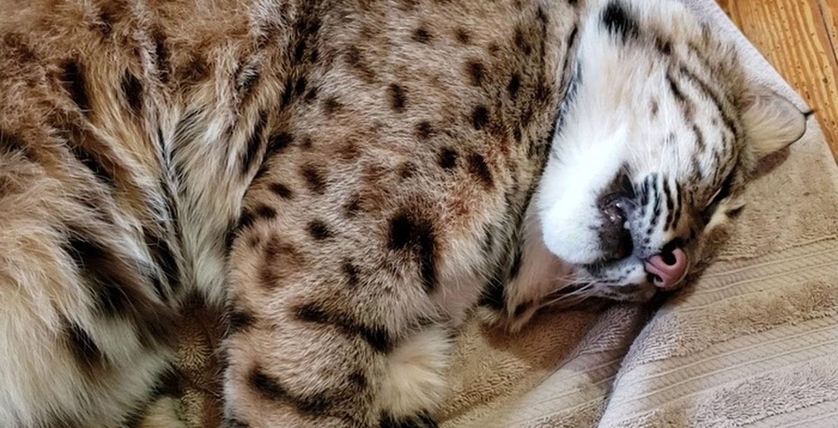 Кот храпит | Пикабу