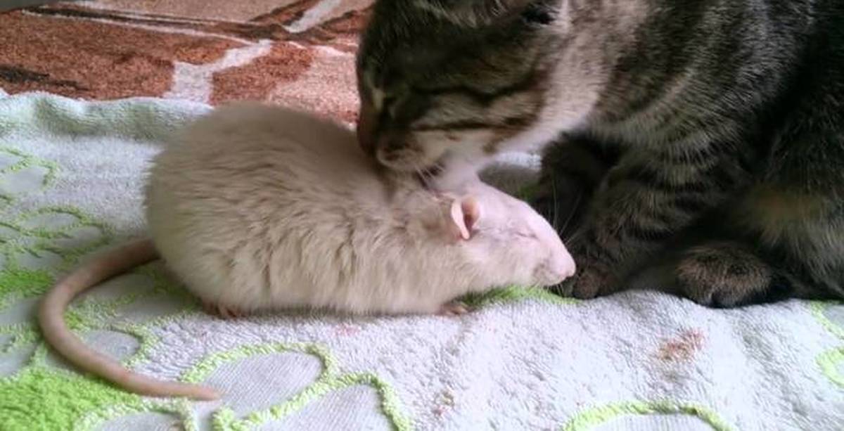 Котенок мышь. Кошка и крыса. Кот и мыши. Кошки-мышки. Котик с мышкой.