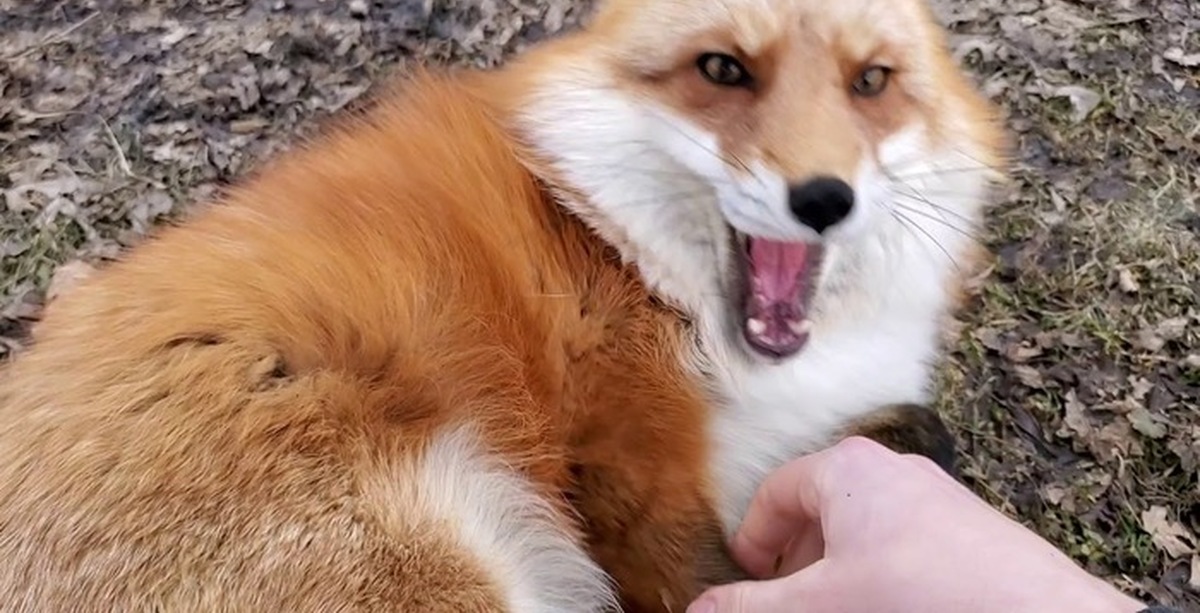 Foxes youtube. Finnegan Fox. Лиса Финниган. Saveafox Finnegan. Лисы смеются.