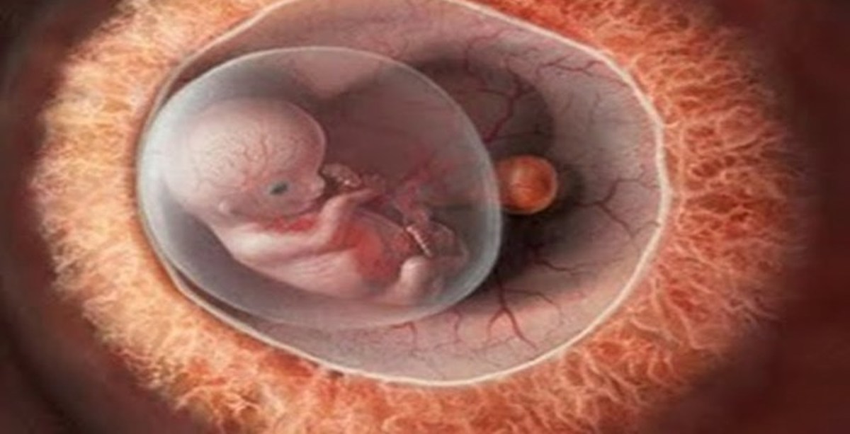 Как выглядит плод в 10 недель в утробе матери фото