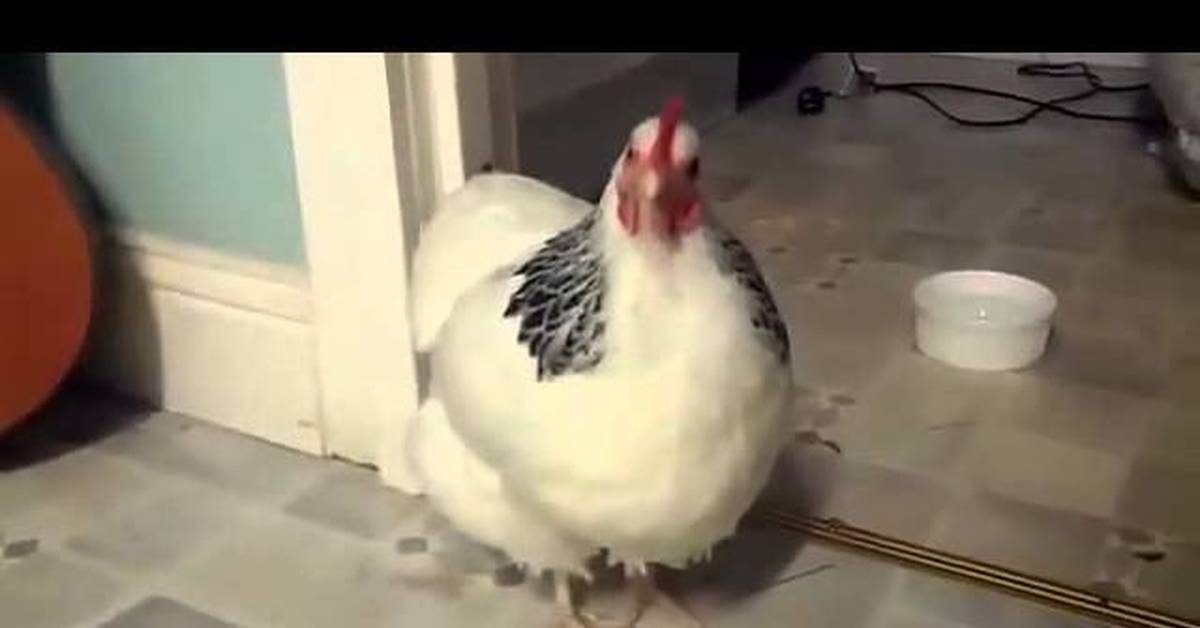 лучшее средство от куриных вшей в курятнике. инфекционный ларинготрахеит птиц. чихает кура. чихает кура. инфекционный ларинготрахеит болезни птиц.