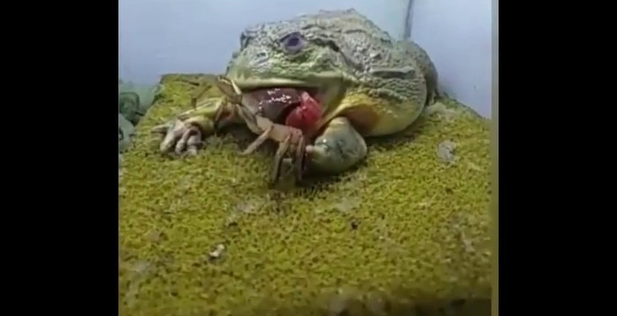 Змея съевшая лягушку. Лягушка бык водонос. Жаба водонос. Лягушка Голиаф ест мышь. Лягушка водонос ест мышей.