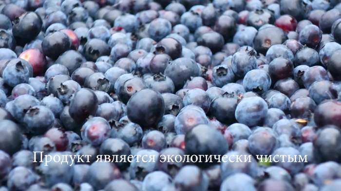 сколько голубики можно собрать за день. Смотреть фото сколько голубики можно собрать за день. Смотреть картинку сколько голубики можно собрать за день. Картинка про сколько голубики можно собрать за день. Фото сколько голубики можно собрать за день
