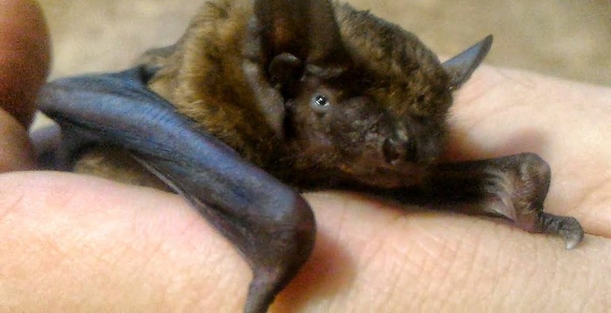 Bat timeout