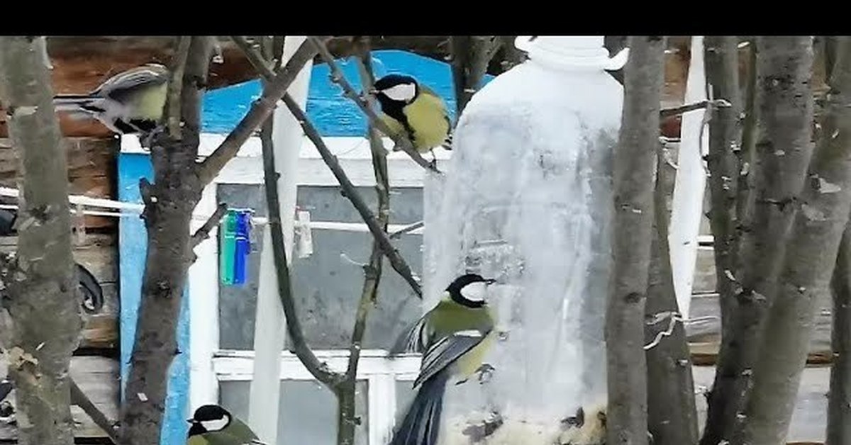 28 синичек слетелись на кормушки. Видеофильм зимующие птицы синичка.