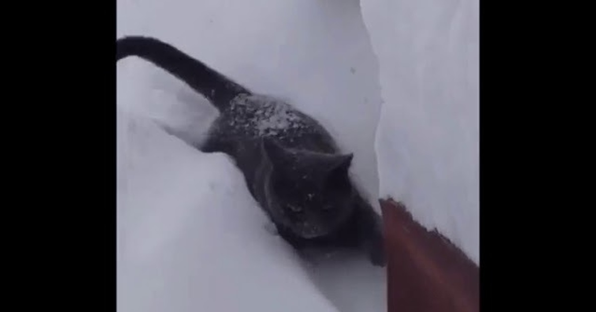 Путь домой кот в подземелье гайд. Фильм путь домой 2019 про собаку. Фильм путь домой 2019 про собаку пума. Путь домой кот. Возвращение домой фильм про собаку.