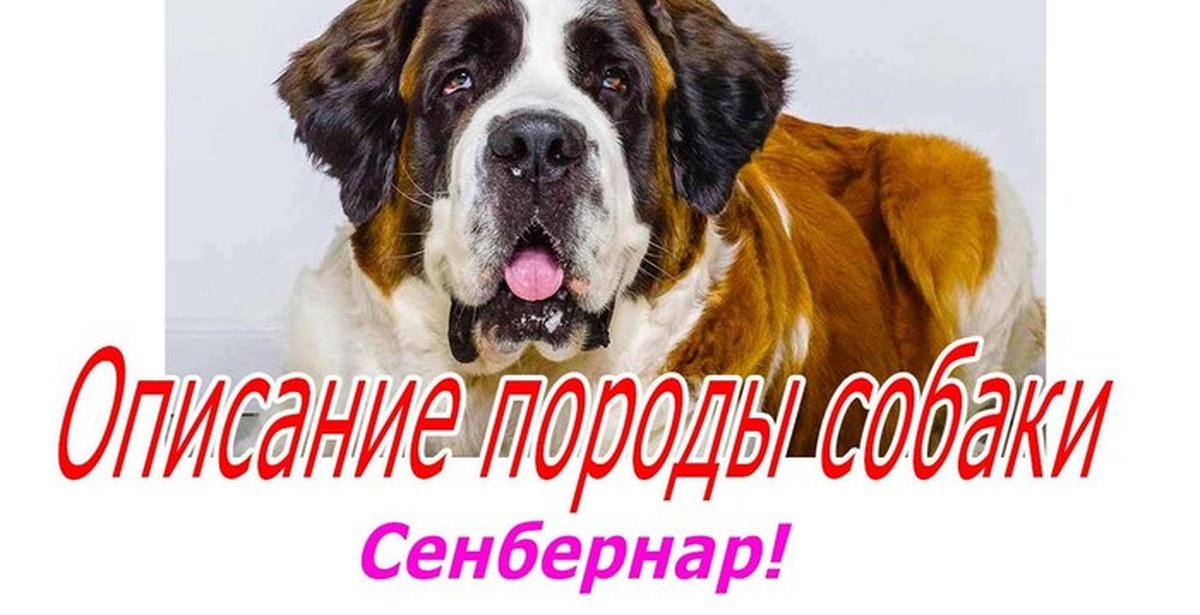 Сенбернар Собака Фото Цена Щенка Характеристика