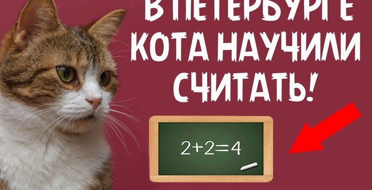 Кот считает. Учить котов математике. Как учить котов математике. Кот и математический расчет. Котик учит считать.