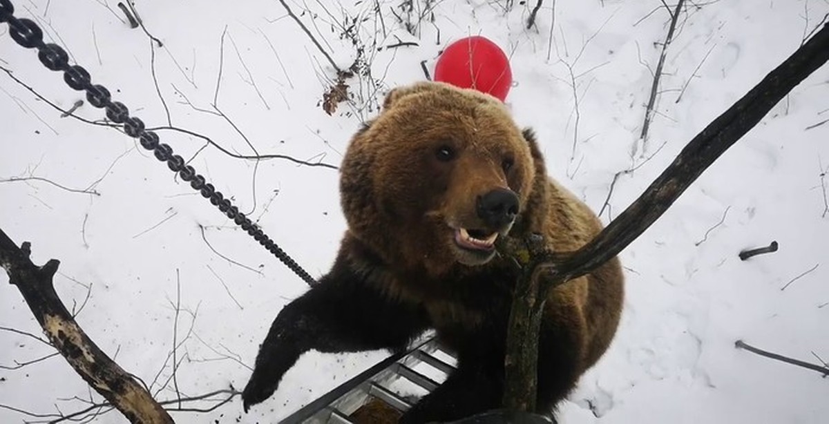 Загнали медведя. Медведь на дереве. Медведь залез на дерево. Медведь карабкается на дерево. Медвежонок на дереве.