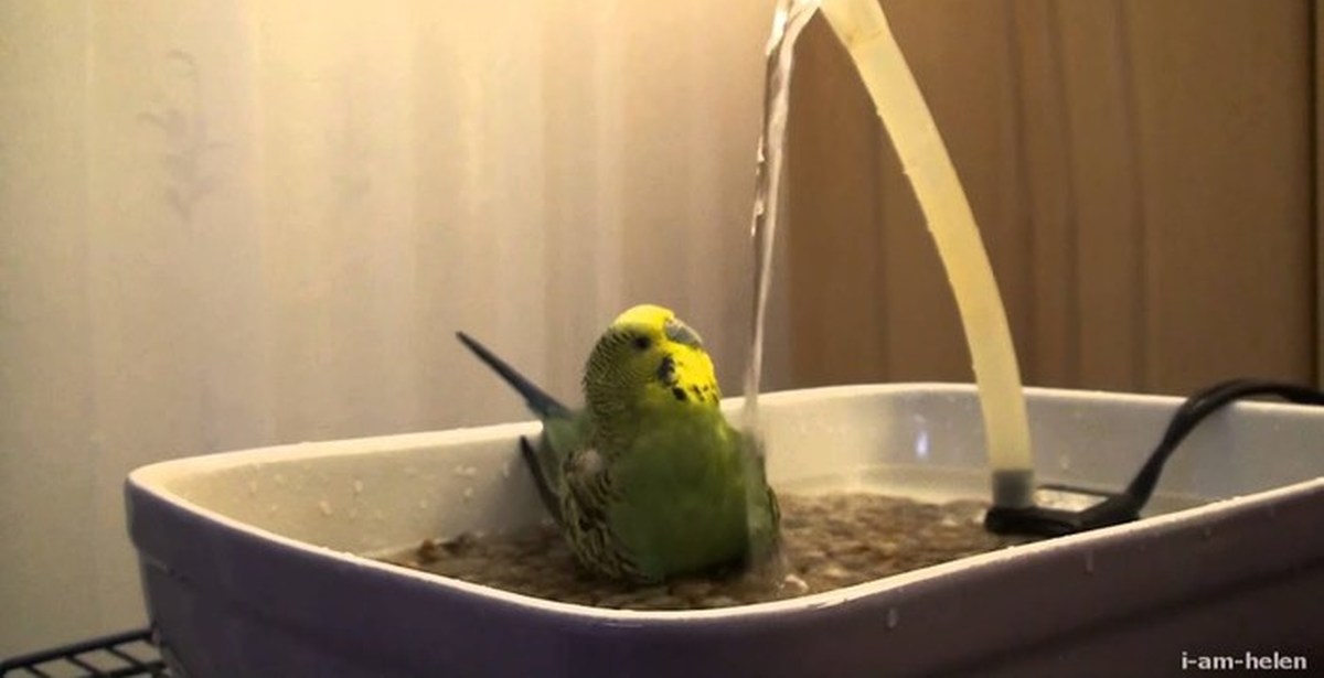 Купалка для попугая волнистого. Волнистый попугайчик купается. Волнистый попугайчик купается. Попугай купается. Попугай моется.