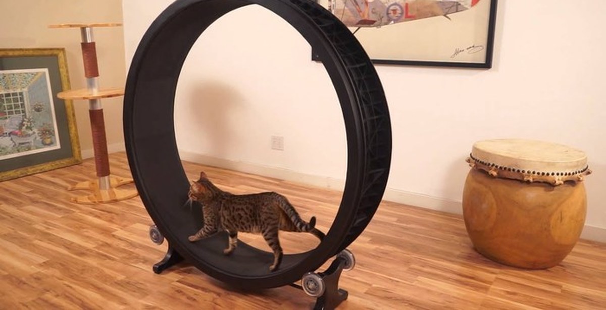как сделать беговое колесо для кошки