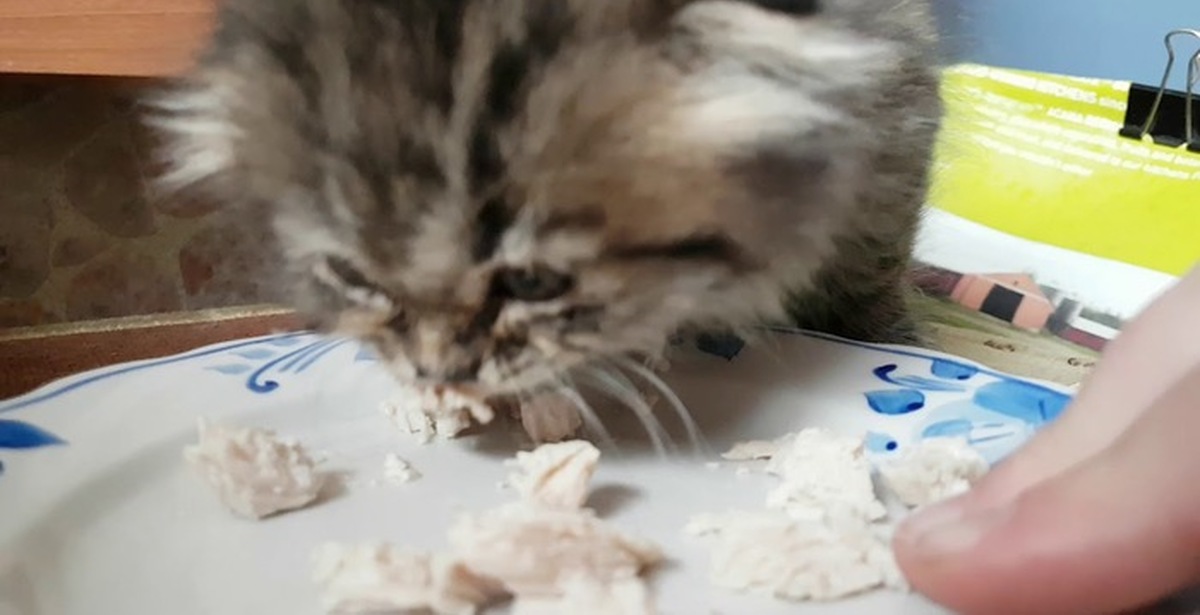 Хитрый котенок. Котенок мерзнет. Котенок выброшенный на улицу. Котенка ломает. Кот разбил.