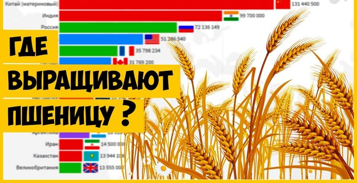 Производители пшеницы. Пшеница страны. Инфографика пшеница. Производители пшеницы пшеница страны.