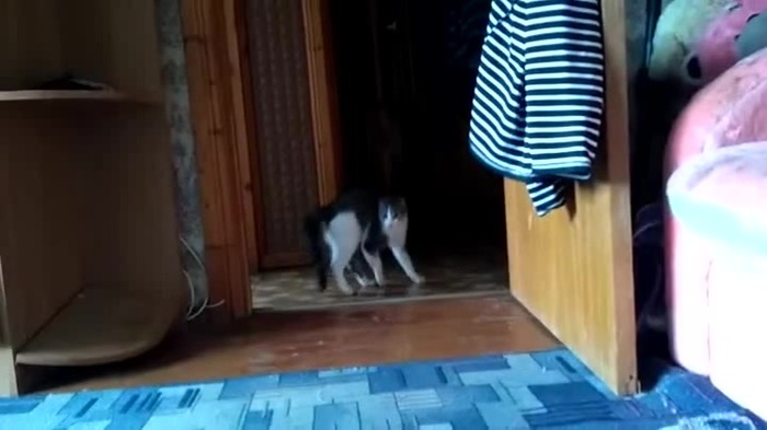 Как сделать костюм дикобраза