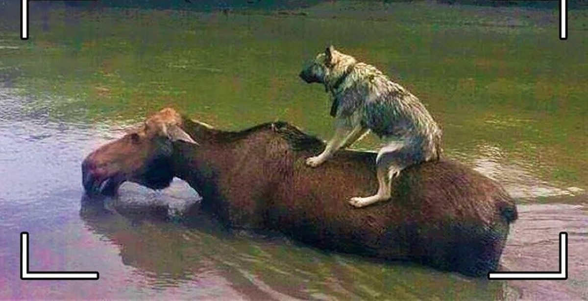 Взаимопомощь животных. Животных спасает друг друга. Спасение диких животных попавших в беду. Животные спасают друг друга. Спасение животных в орске.