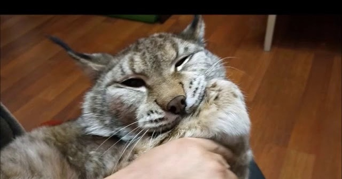Покажи видео рыси. Рысь умка. Рысь и кошка в ленинградском зоопарке. Рысь ханна. Рысь ханна и умка.