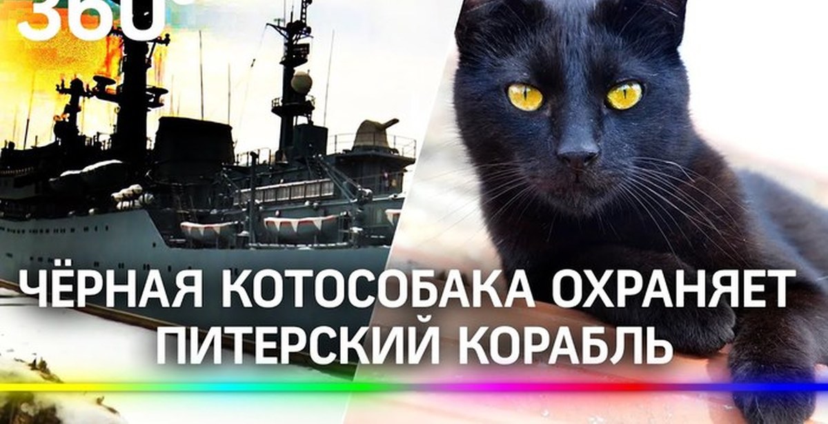 Поражение корабля котов. Кот на корабле. Кот собака на корабле Перекоп. Котов корабль. Документы котов на кораблях.