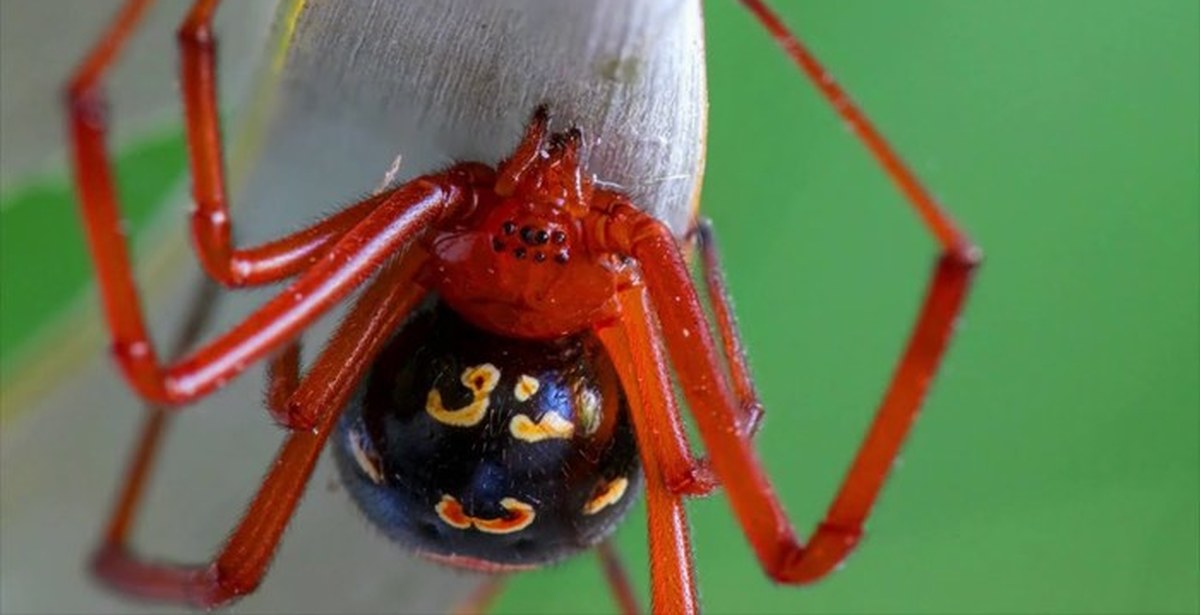 Ядовитая вдова. Красноногий паук-вдова. Latrodectus bishopi паук. Черная вдова паук. Latrodectus mactans чёрная вдова.