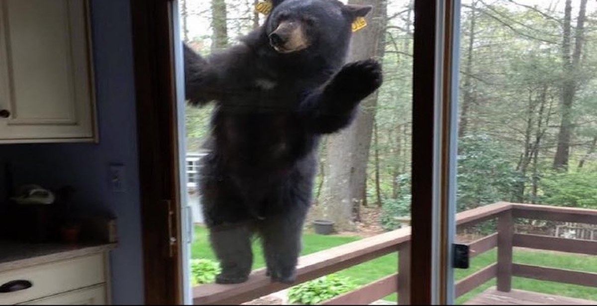 3 медведи в окне. окошко медведь. окошко медведь. медведь за окном. животные заглядывают в окно.