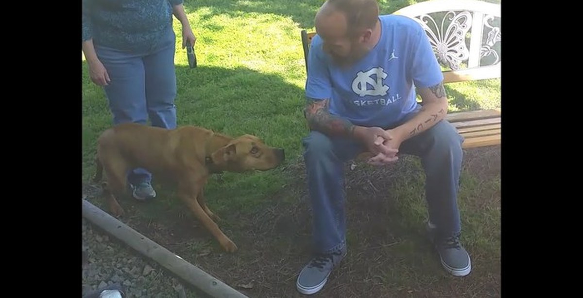 При встрече хозяина собака активно. Мужик узнал свою собаку. Dog recognizes owner.