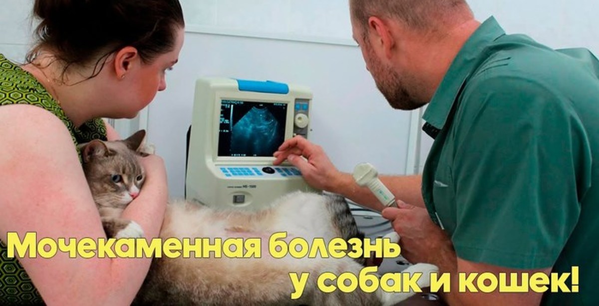 Узи Кошке Фото