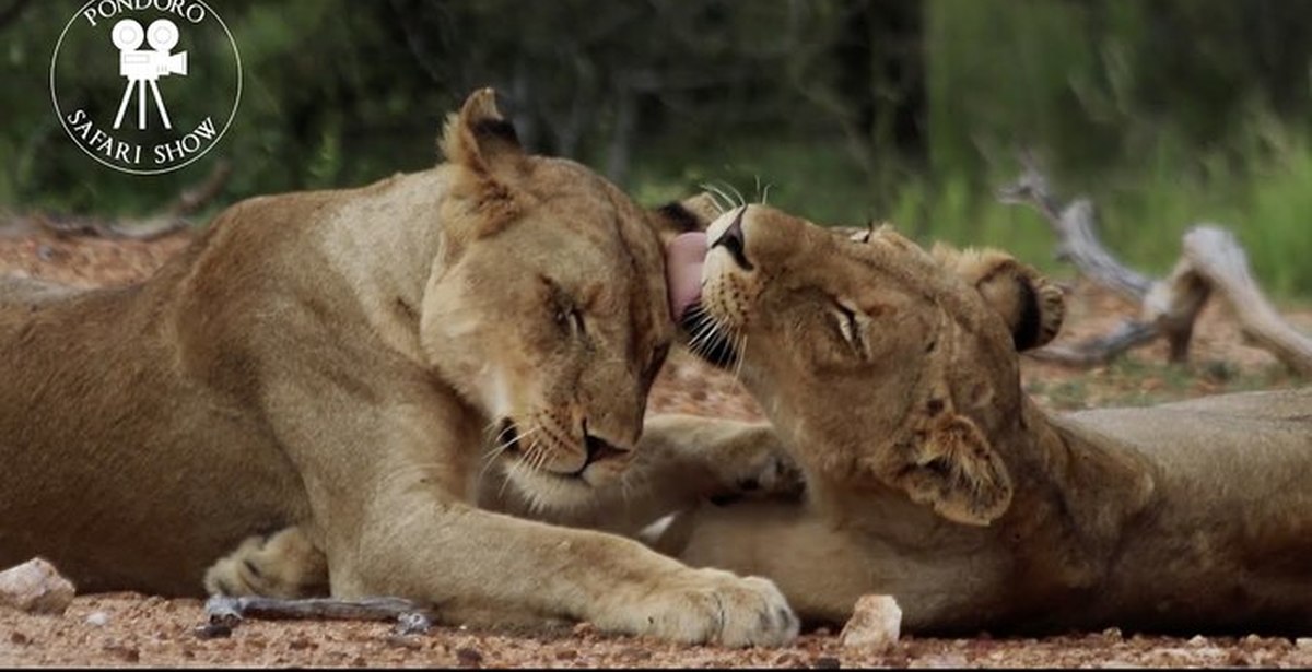 Ли лев. Дикки Прайд. Подходит ли льву сталь. It is between the Lions.