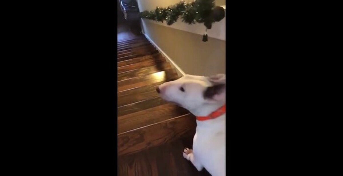 Падающие собаки с лесенок. Раскраски для реальных пацанов. Ага разбежался. Сейчас разбежались. Раскраски для реальных пацанов.