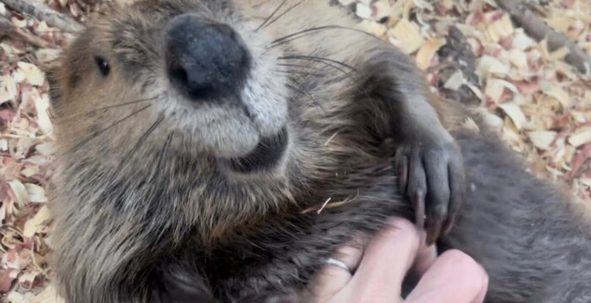 Rubbing belly rubs. День сурка.