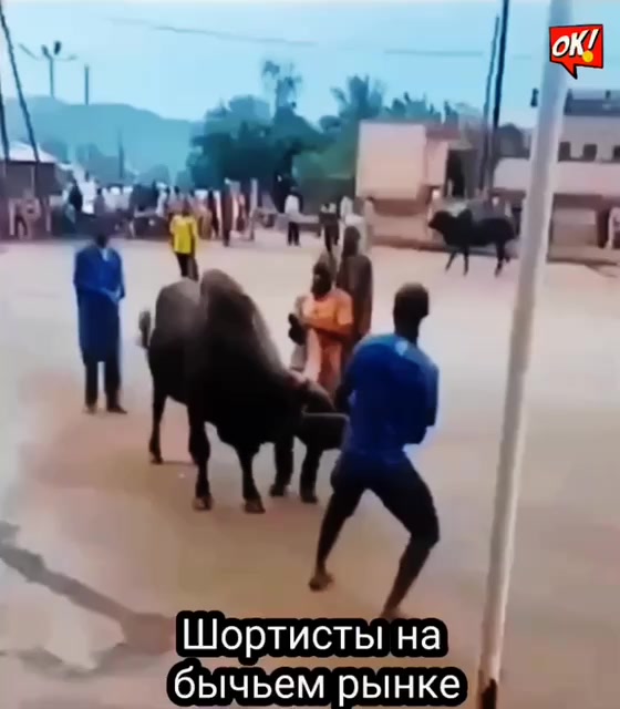 Папа не шорти