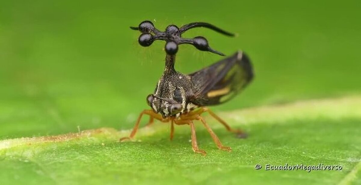 Новый вид насекомых. Жук Горбатка. Бразильская Горбатка (Bocydium globulare). Бразилия Горбатка Жук. Горбатка бразильская насекомое.