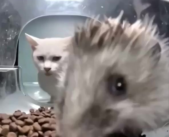 Когда смотришь, как девушка ест твою еду, которую она не хотела заказывать⁠⁠