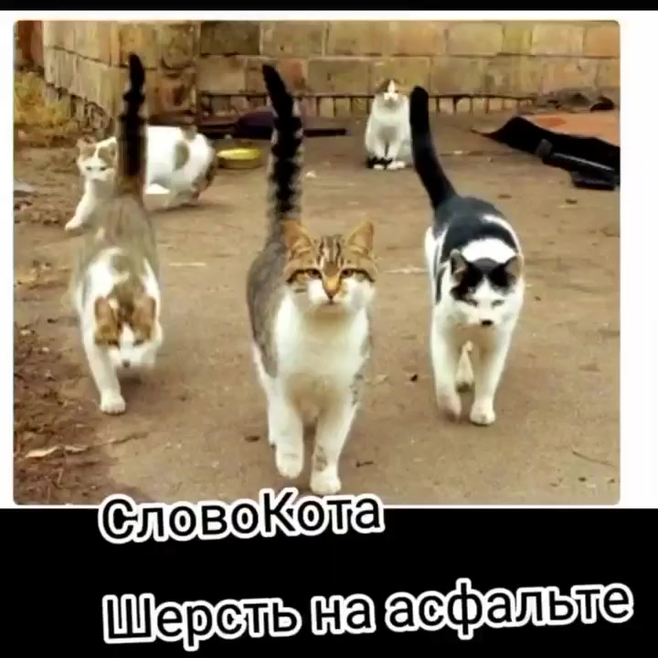 Слова КОТОНА (Мя.....у бл.....эээ)⁠⁠