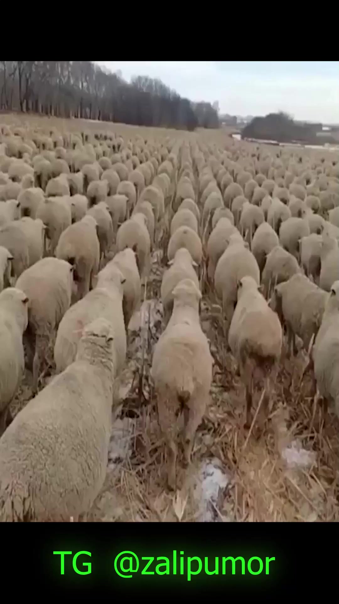 Поймут только олды⁠⁠