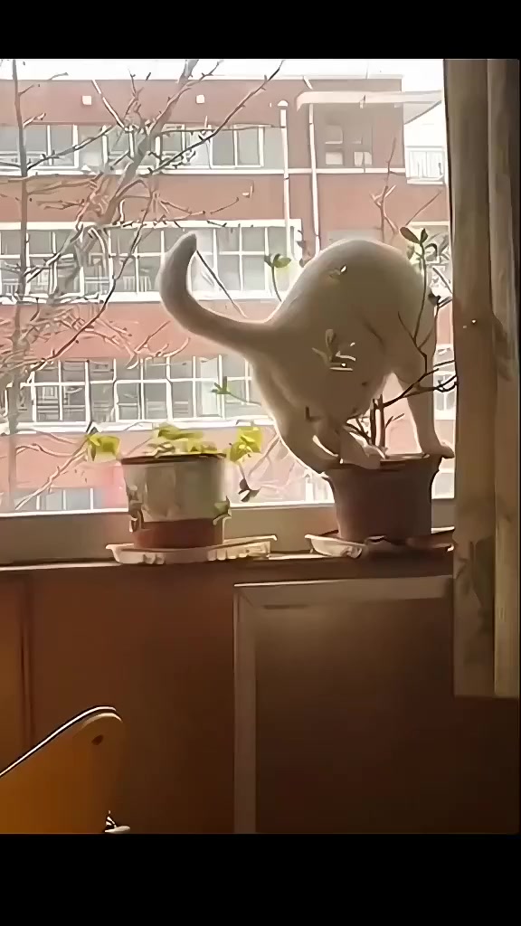 Веселуха