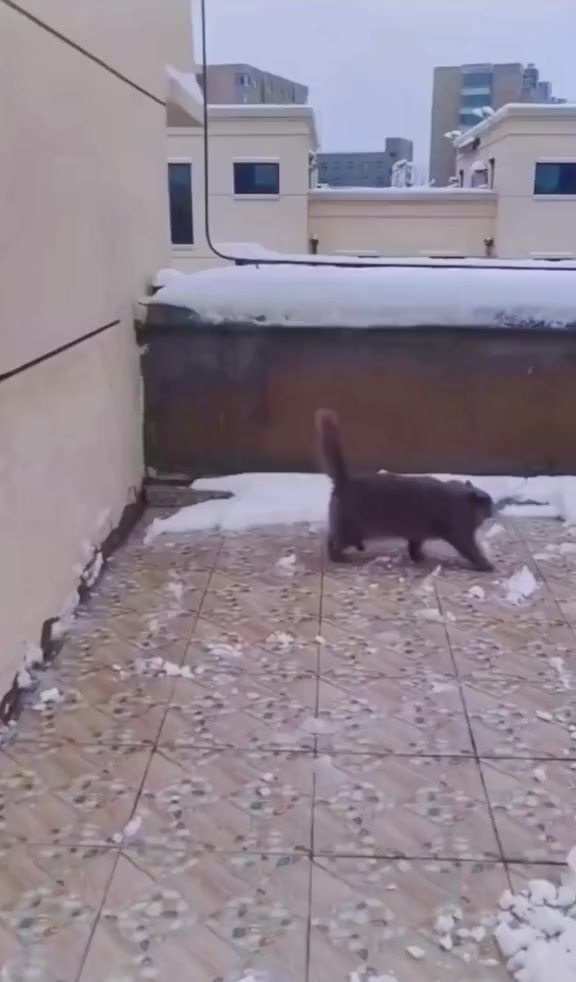 Котик спортсмен... борец сумо