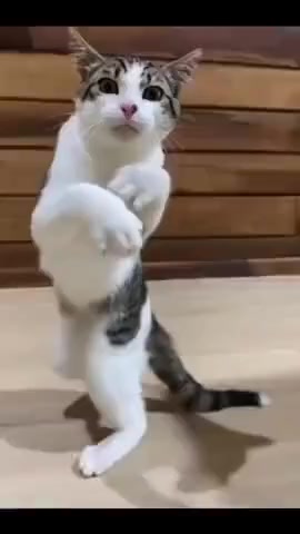 Мы ещё повоюем!