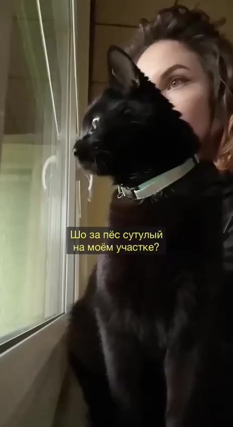 О чём думают котики
