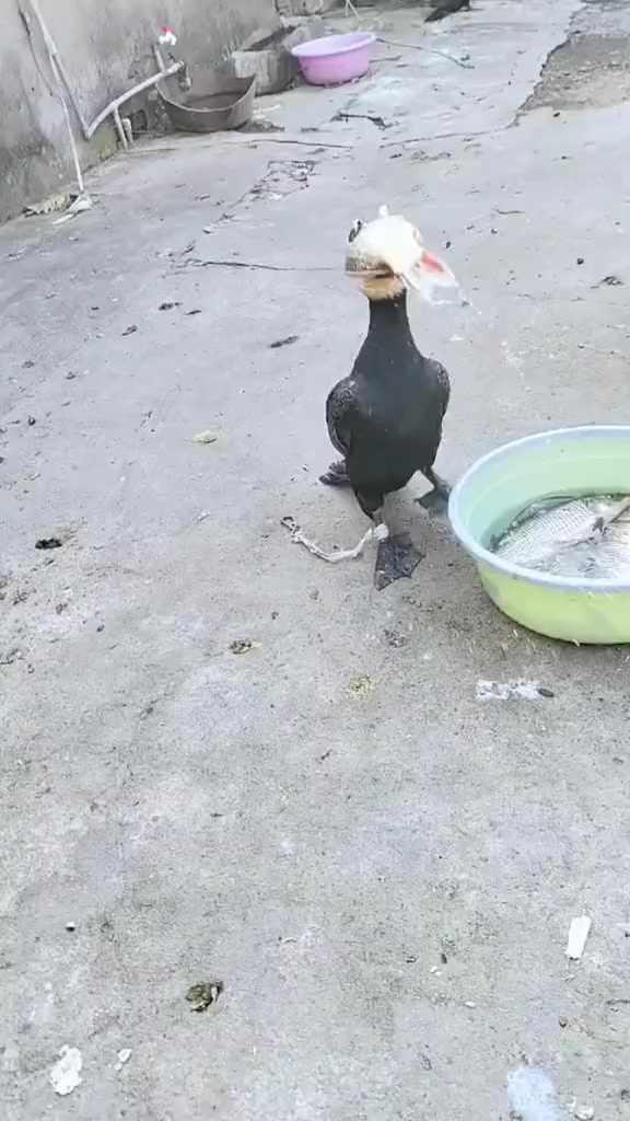 Ты - не ты, когда голоден
