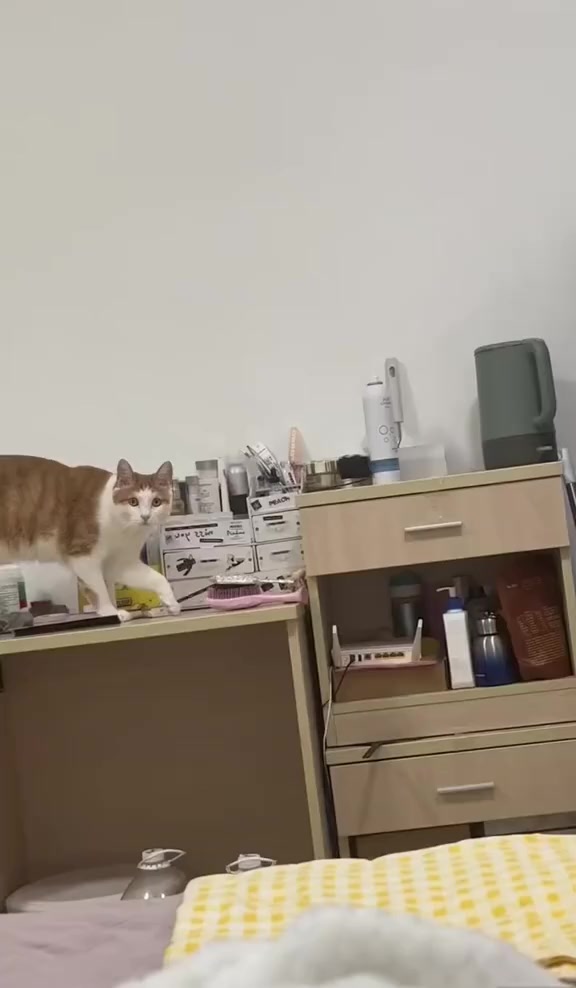 Кот тестирует хозяина