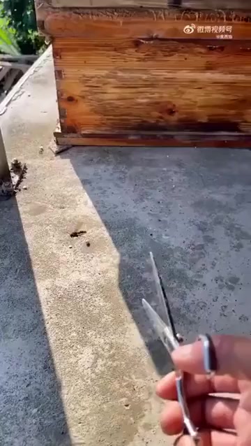 Разные способы борьбы с шершнями