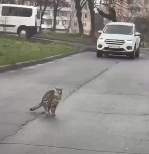 Чем могу, как могу, у меня ведь лапки