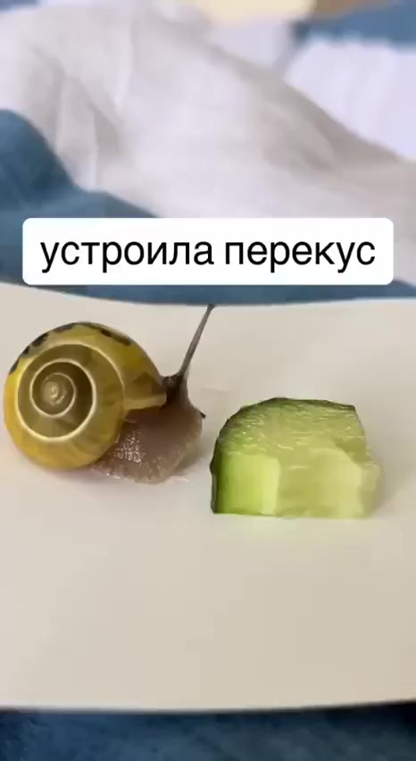 Ты, не ты, когда голоден!