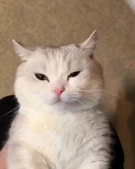 Мой хозяин дурачок